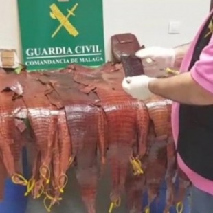La Guardia Civil interviene 627 ejemplares vivos de reptiles provenientes del tráfico ilícito