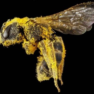 La abeja es  declarada el  ser vivo más importante del planeta