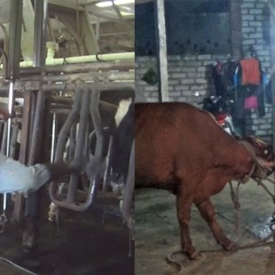 Patadas y martillazos: Así maltratan a vacas en granjas lecheras