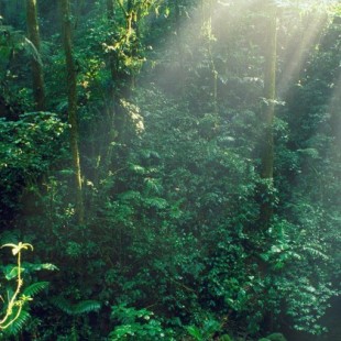 Costa Rica tiene el doble de bosques que hace 30 años, ¿cómo lo hicieron?