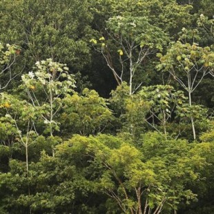 La deforestación del Amazonas se dispara durante el Gobierno de Bolsonaro, según imágenes por satélite