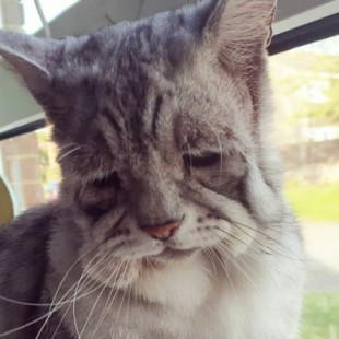 Este gato con el síndrome de Ehlers-Danlos al fin ha encontrado un hogar
