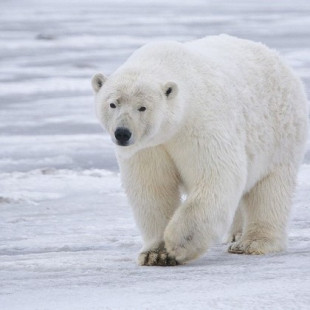 El pelo único del oso polar inspira un revolucionario aislante
