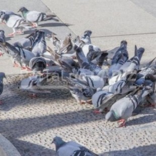 El Ayuntamiento de Cádiz alimentará a las palomas con piensos anticonceptivos