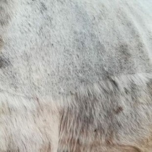 Siete caballos muertos ya este año por El Rocío