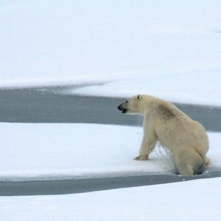 Los osos polares se mueren de hambre por culpa del calentamiento global
