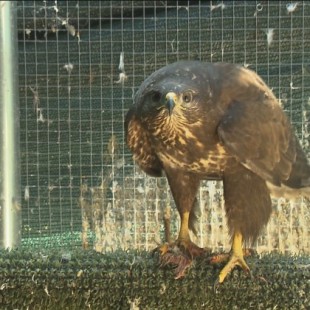 Ratonera, un águila que 'adopta' a numerosos polluelos