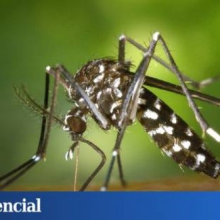 Tres turistas islandeses en Alicante, primeros casos de chikungunya en España