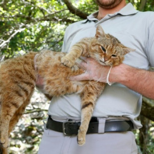 El "gato-zorro", probable nueva especie de felino registrada en Córcega (FR)
