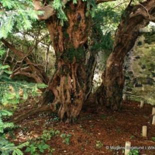 El turismo se está cargando a uno de los árboles más viejos de Europa