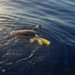 Rescatan en Mazarrón a una tortuga que tenía enganchado al cuerpo un arte de pesca y varias botellas de plástico
