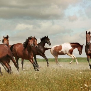 Mustangos, los salvajes descendientes de españoles