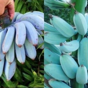 Estos plátanos son azules y tienen sabor a helado de vainilla