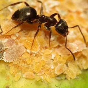 Hechos asombrosos sobre las hormigas