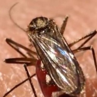 Islandia se equivocó al diagnosticar chikungunya a tres personas que estuvieron en Alicante