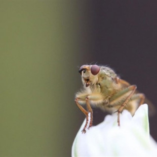 Una pequeña molécula logra regenerar las conexiones neuronales en modelos de mosca con Alzheimer