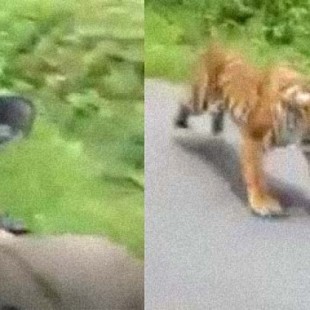 Un tigre intenta dar caza en una carretera a dos chicos que van en un scooter