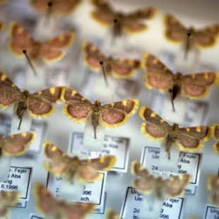 Los observadores de insectos alemanes hacen sonar la alarma sobre la 'extinción masiva' de insectos [ENG]