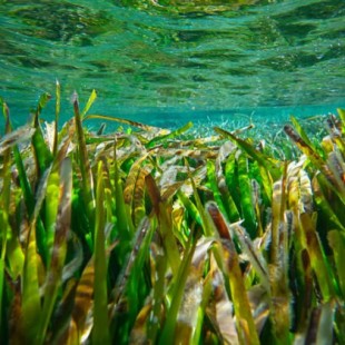 Baleares empieza a repoblar praderas de posidonia, la planta que favorece las aguas cristalinas