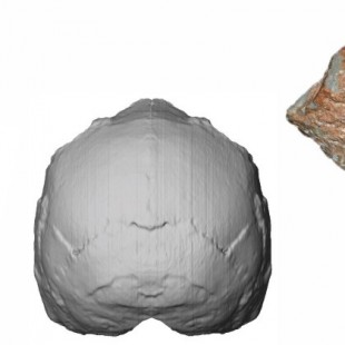 Hallado en Grecia el fósil humano más antiguo fuera de África