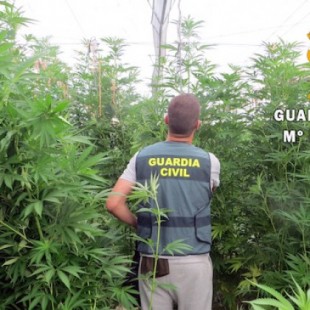 Cuatro detenidos por cultivo de 5.375 plantas de marihuana en un invernadero de tomate