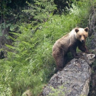 Noticia histórica: el oso vuelve a Zamora después de 80 años