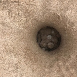 Una tortuga marina deposita huevos en una playa de Castelló, algo que solo ha pasado cinco veces en 200 años