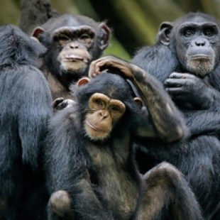 Los chimpancés son más rápidos que los humanos en tareas sencillas de memoria