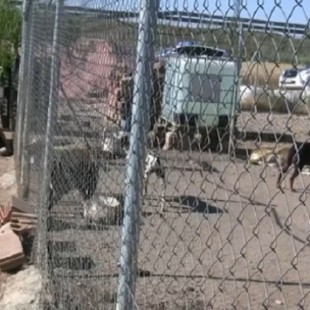 Detenido un criador de perros en Burgos por maltrato animal