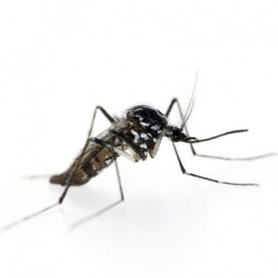 Científicos chinos logran acabar con los mosquitos que transmiten el denge, el zika o el Chikungunya