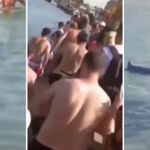 Un grupo de turistas mata a un pez espada lanzándole piedras, en Grecia