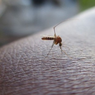 Esto es lo que "piensa" un mosquito antes de picarte