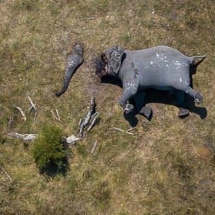 Imágenes muestran a un elefante mutilado con una motosierra por cazadores furtivos (NSFW)
