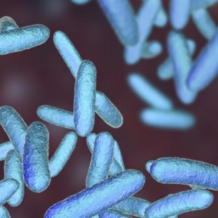 Identificada una bacteria intestinal que alarga la vida