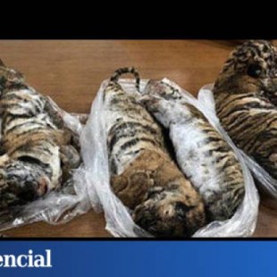 Encuentran siete tigres muertos en el interior de un coche en Vietnam