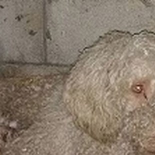 Condenados tres vecinos de una localidad de Sevilla por amputar los rabos a los cachorros de una camada de su perra