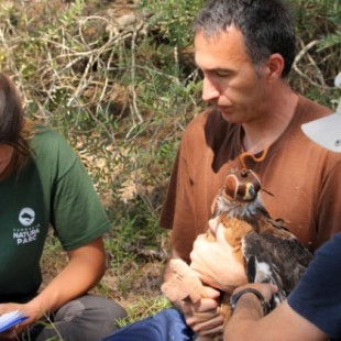 El marcaje con GPS de siete águilas de Bonelli nacidas en 2019 en Mallorca nos permite seguir los primeros vuelos
