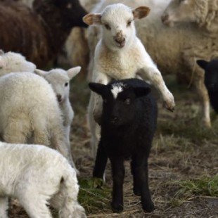 Dan 10 días a pastor jubilado para que mate sus ovejas en España