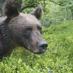 No habías visto un oso así: un festín de arándanos en Asturias