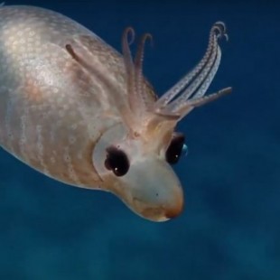 Un calamar lechón ‘cazado’ a unos 1.500 metros de profundidad