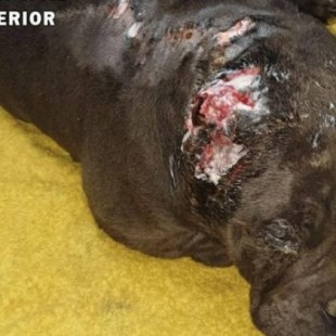 Hallan a un perro con las orejas mutiladas, deshidratado y con múltiples heridas en Mieres