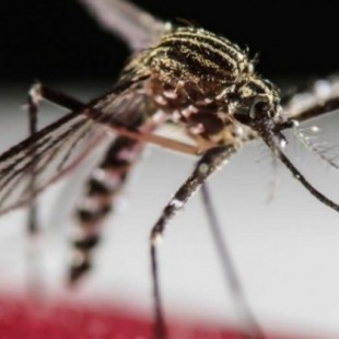 La OCU advierte de la ineficacia de las pulseras repelentes y los aparatos ultrasonidos contra los mosquitos