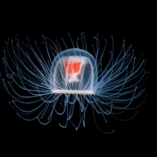 Los seres vivos más longevos del planeta: desde una medusa inmortal a una almeja de 410 años