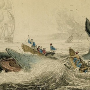 Mocha Dick, el cachalote que sobrevivió a más de 100 encuentros con balleneros e inspiró a Moby Dick