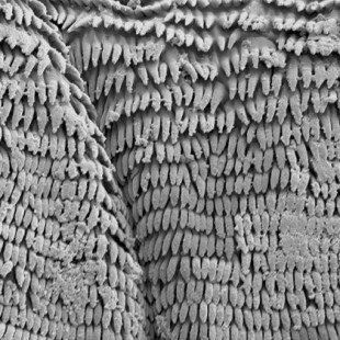 Larvas de mosquito usan nanoparches adhesivos para saltar 30 veces su longitud (ING)