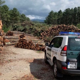 Vendían madera infectada en Navarra: 1 detenido y 14 investigados por expandir una peligrosa enfermedad para los pinos