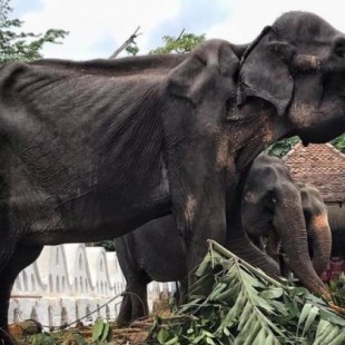 Las impactantes imágenes de Tikiri: la elefanta de 70 años enferma obligada a trabajar en un festival en Sri Lanka