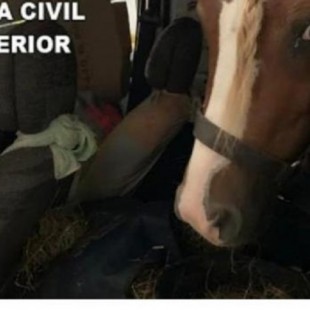 Maltrato animal: Denunciado por transportar un poni en un furgón desde Holanda hasta Canarias