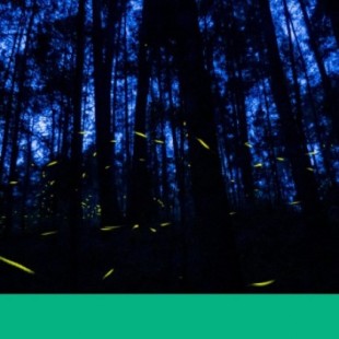 El bosque mexicano que ilumina las noches con luciérnagas