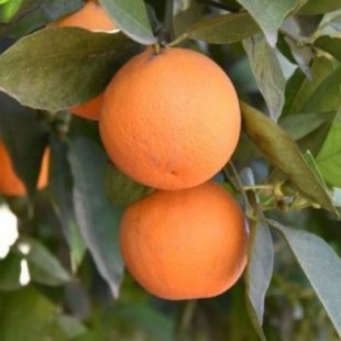 Agricultores de Valencia cobran cien euros por 7.000 kilos de naranjas